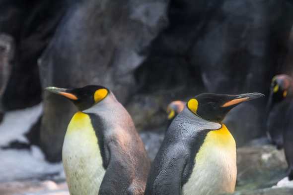 Pinguine penguins Odense Zoo